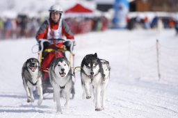 Lenk 2013
